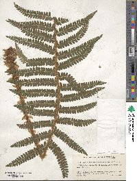 Polystichum ovatopaleaceum image