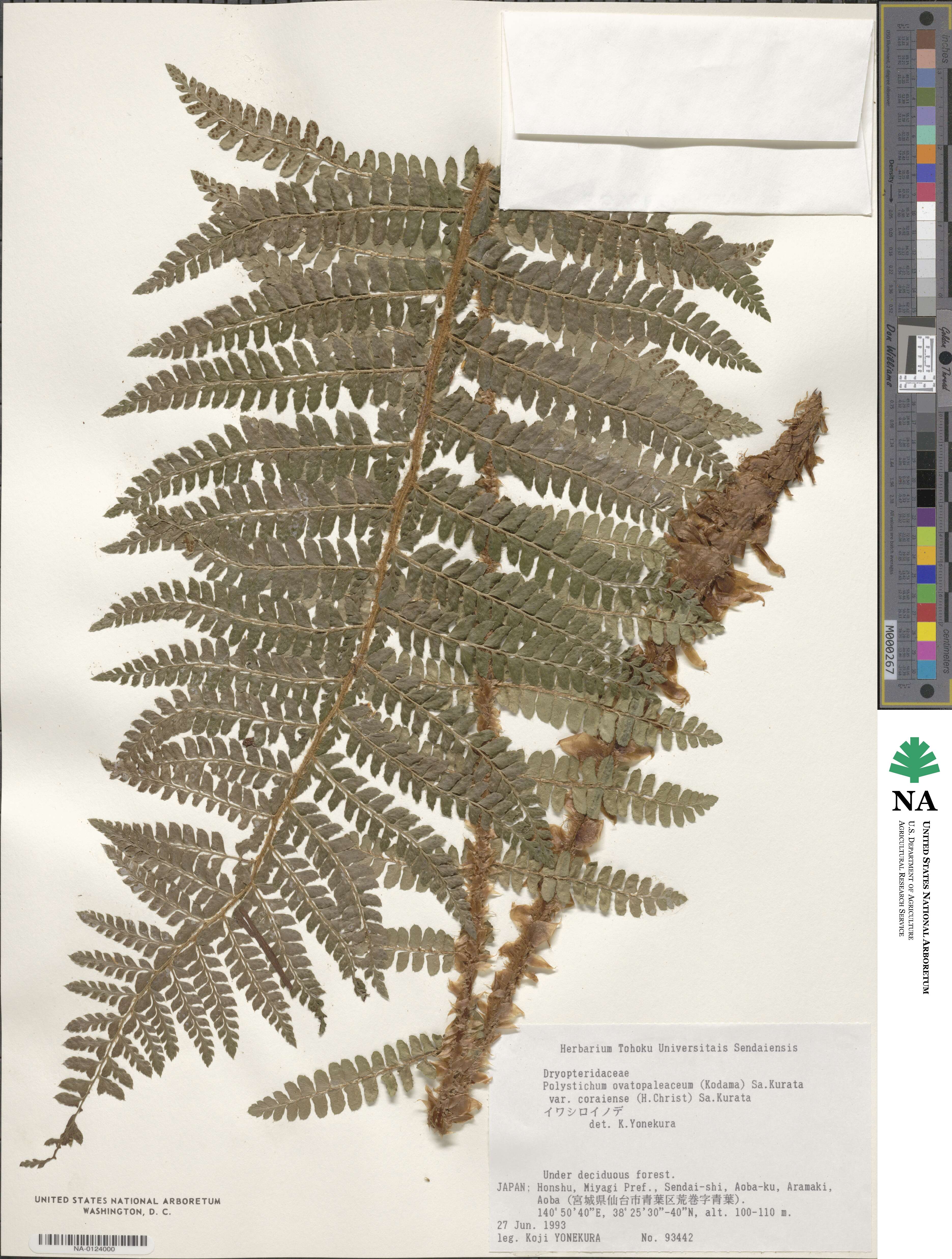 Polystichum ovatopaleaceum var. coraiense image