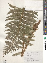 Polystichum ovatopaleaceum image