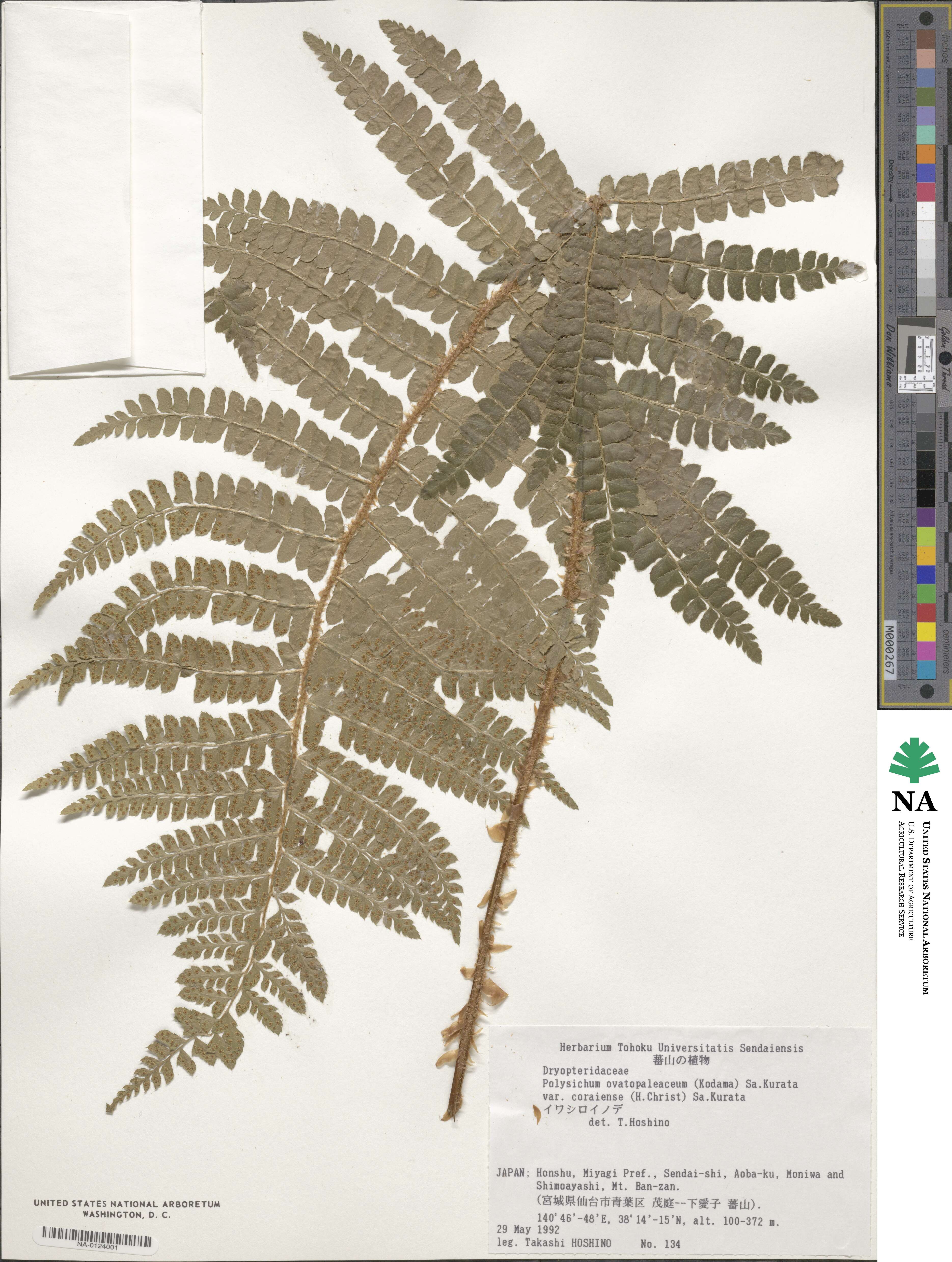 Polystichum ovatopaleaceum var. coraiense image