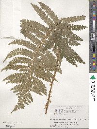 Polystichum ovatopaleaceum image