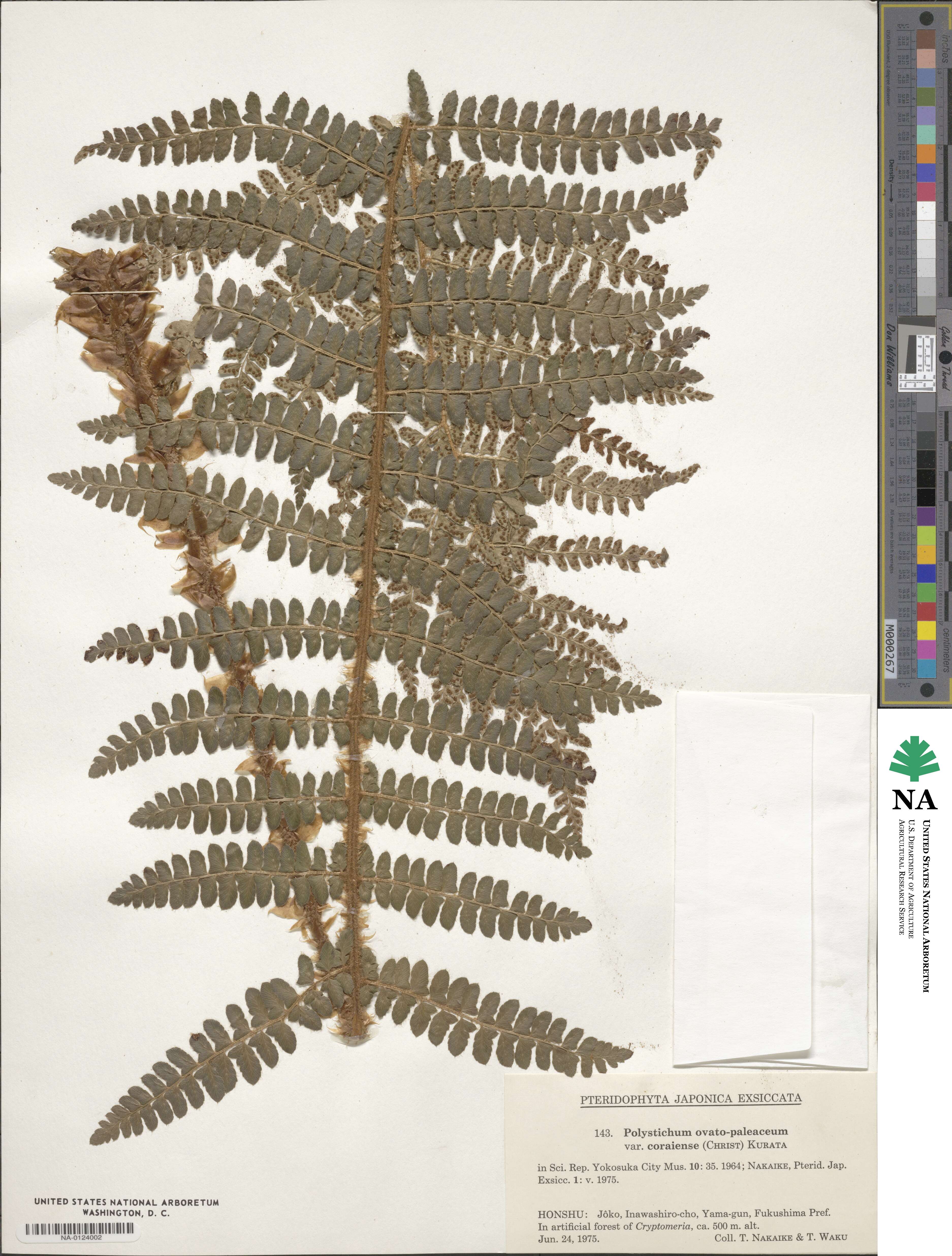 Polystichum ovatopaleaceum var. coraiense image