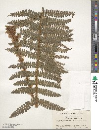 Polystichum ovatopaleaceum var. coraiense image