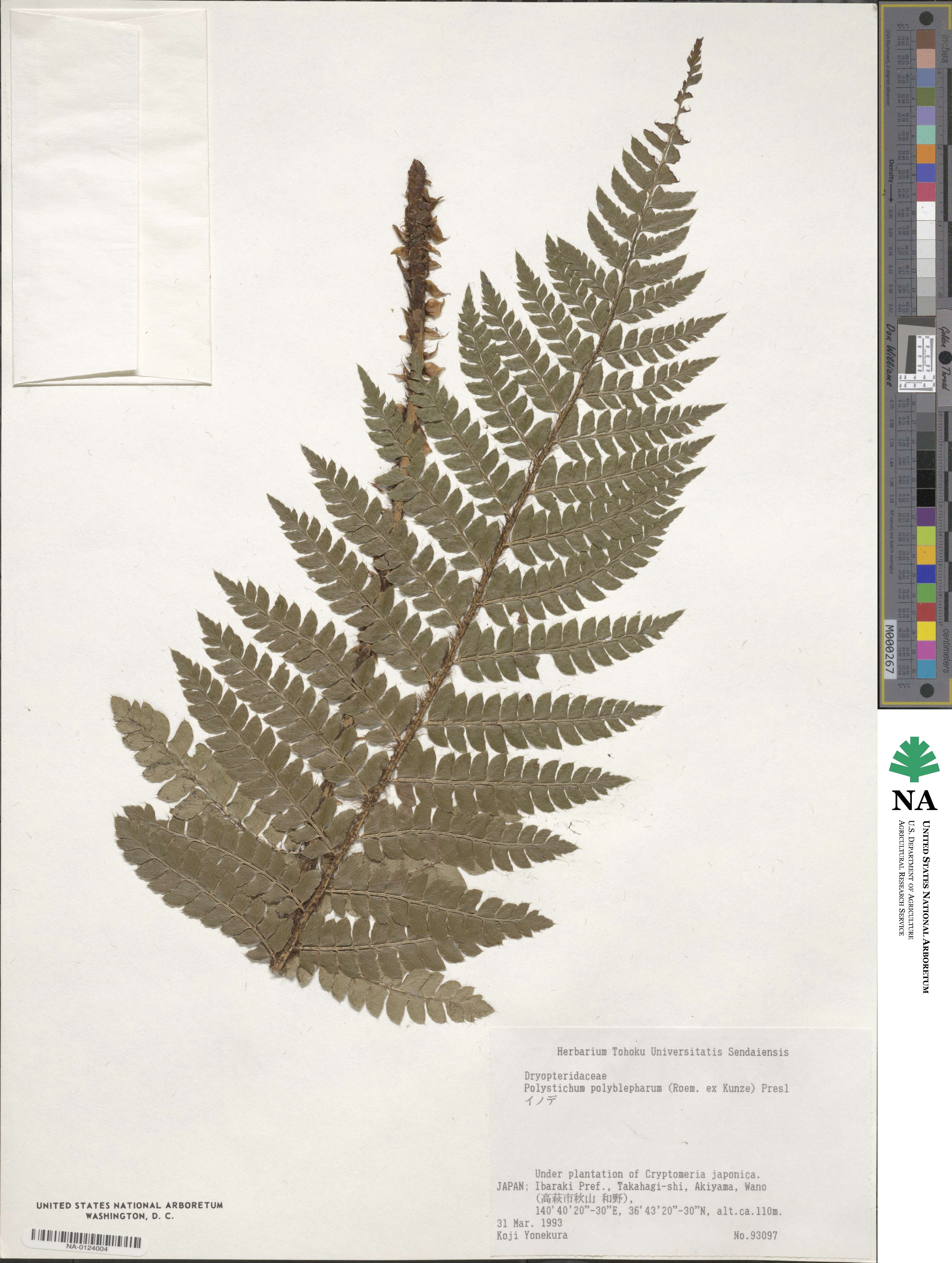 Polystichum polyblepharum image