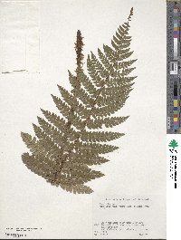 Polystichum polyblepharum image