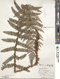 Polystichum polyblepharum image