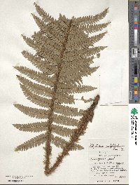 Polystichum polyblepharum image