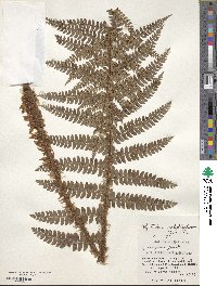 Polystichum polyblepharum image