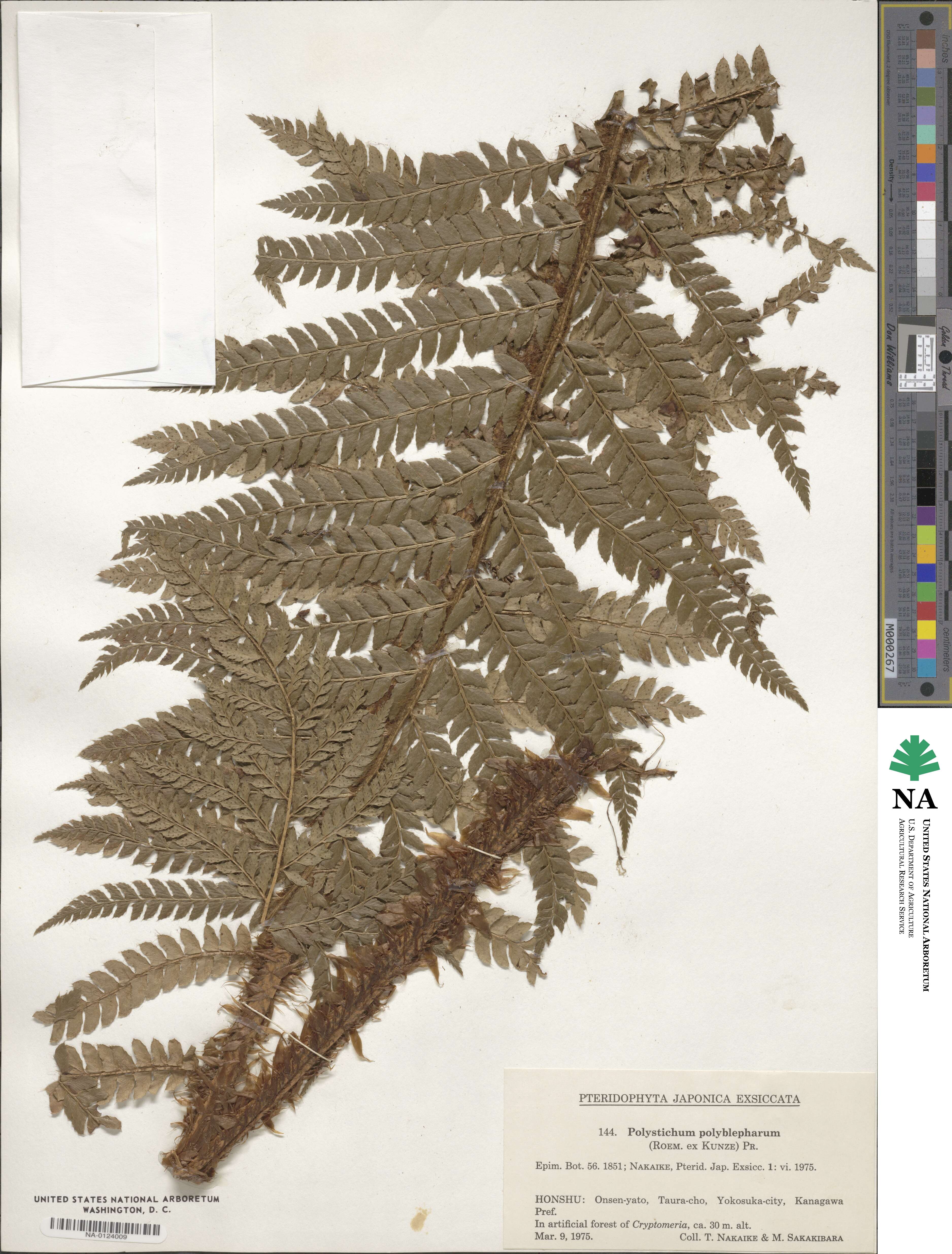 Polystichum polyblepharum image