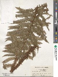 Polystichum polyblepharum image