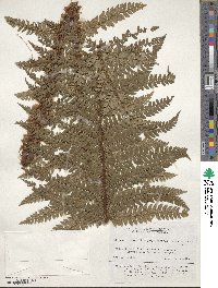 Polystichum polyblepharum image