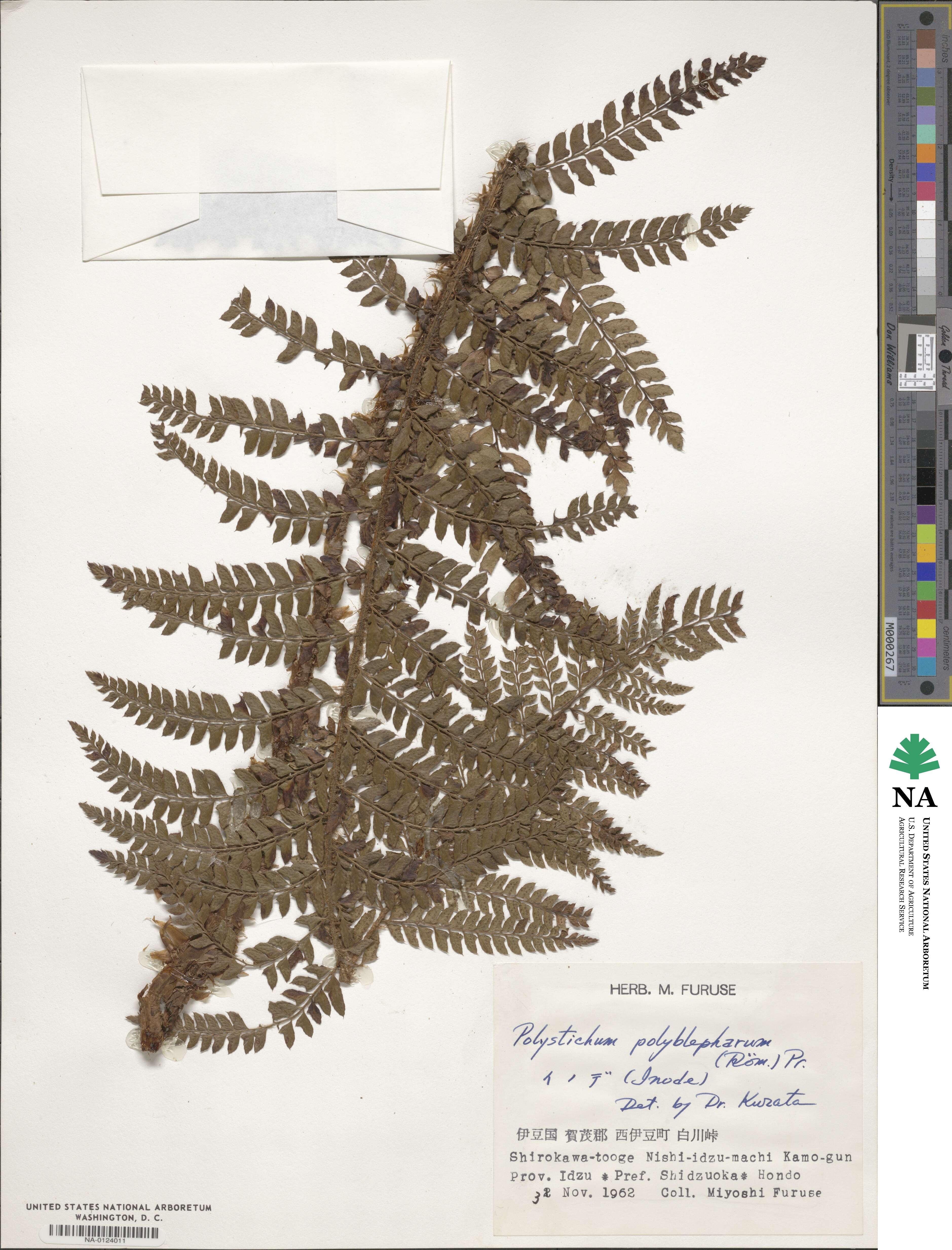 Polystichum polyblepharum image