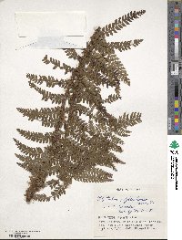 Polystichum polyblepharum image