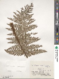 Polystichum polyblepharum image