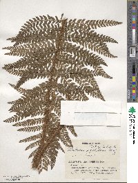 Polystichum polyblepharum image