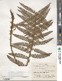 Polystichum polyblepharum image