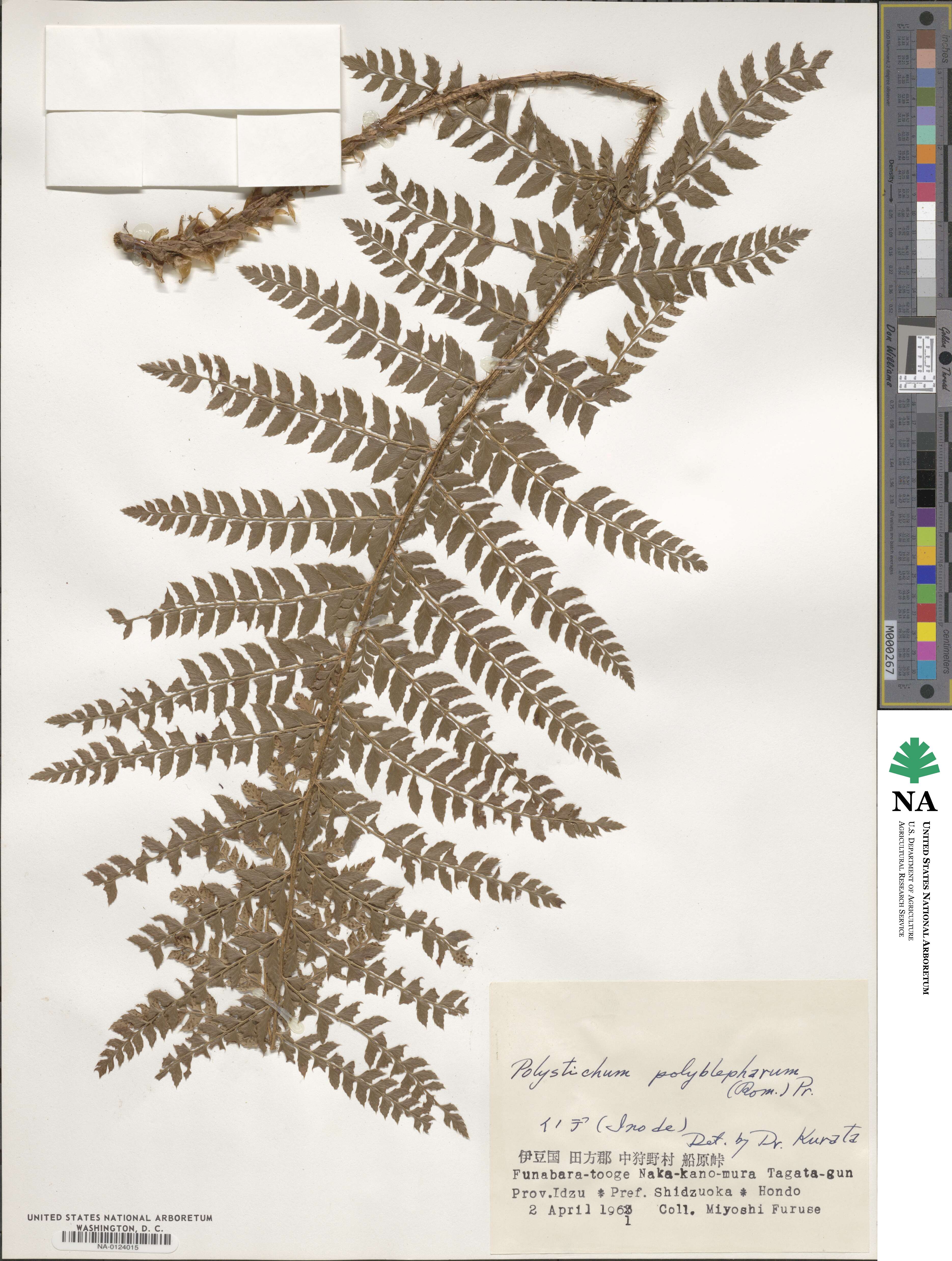 Polystichum polyblepharum image