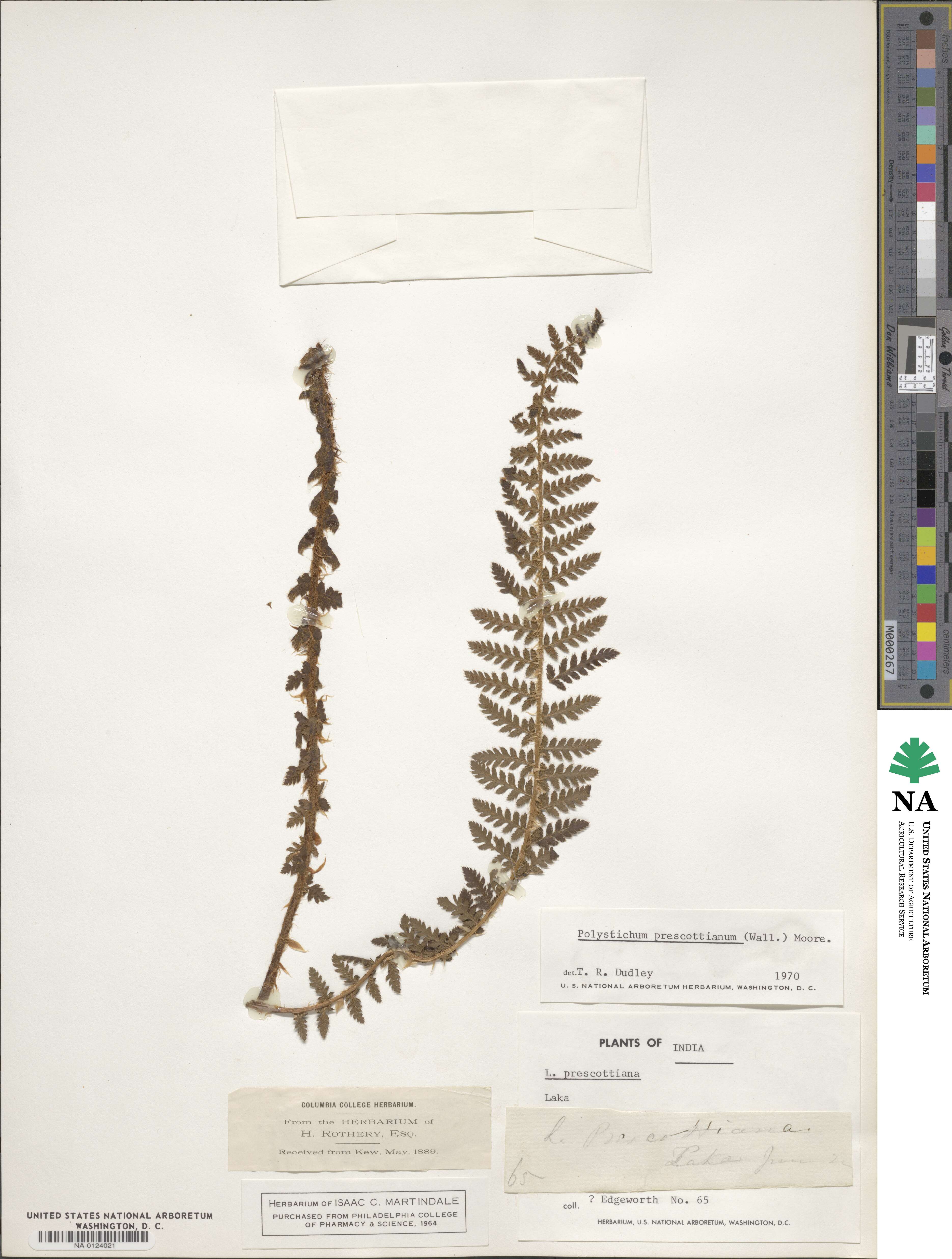 Polystichum prescottianum image