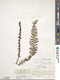 Image of Polystichum prescottianum