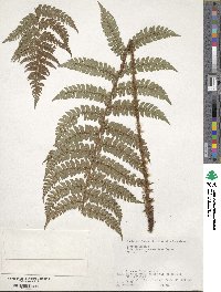 Polystichum makinoi image