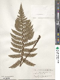 Polystichum makinoi image