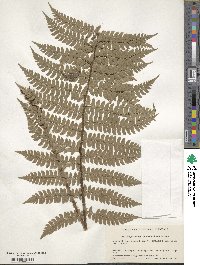 Polystichum makinoi image