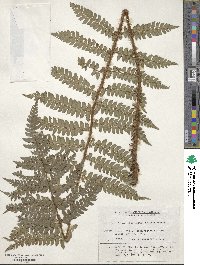 Polystichum makinoi image