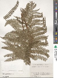 Polystichum retrosopaleaceum image