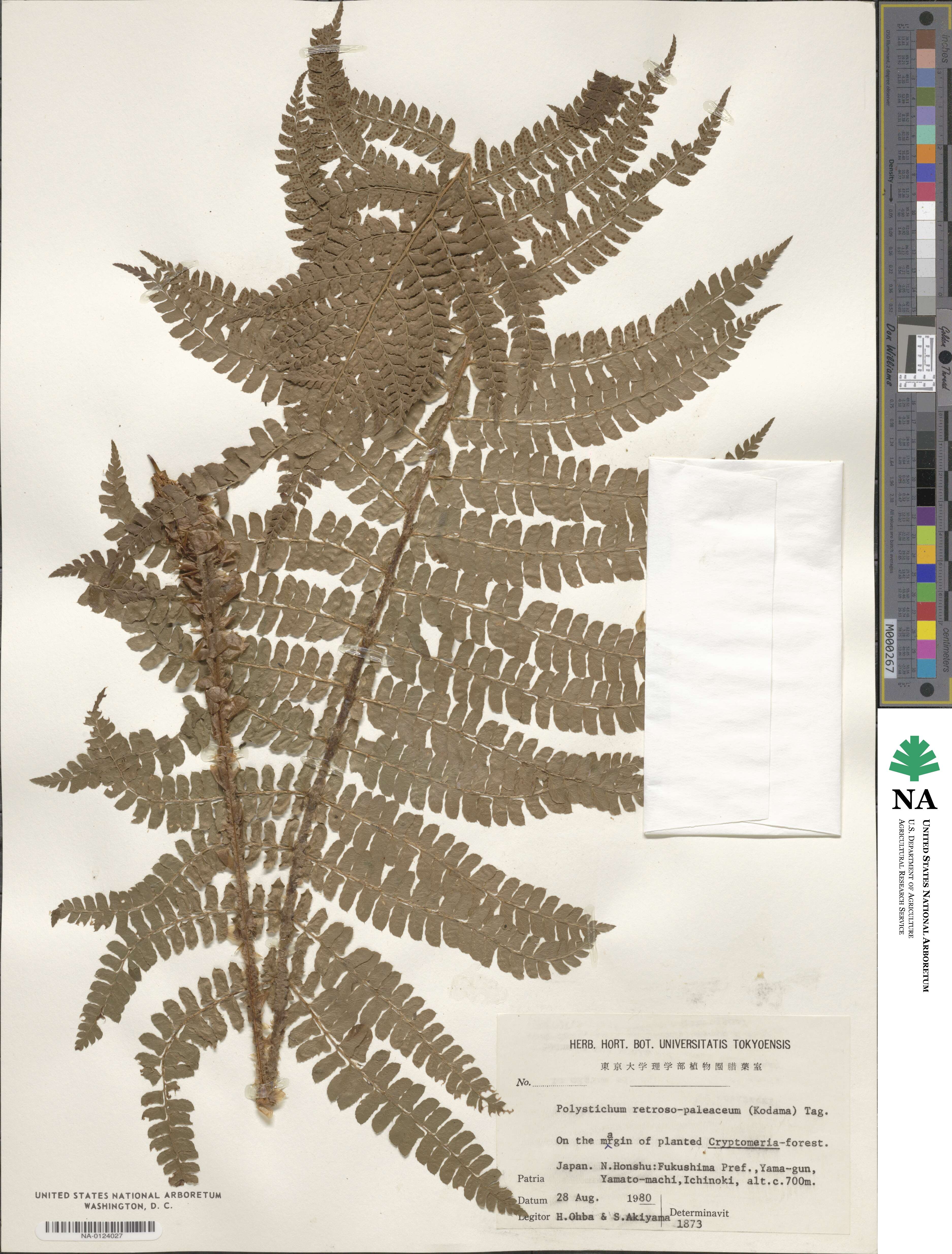 Polystichum retrosopaleaceum image