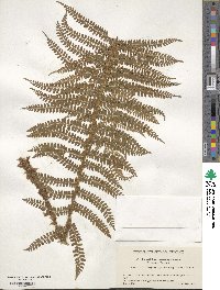 Polystichum retrosopaleaceum image