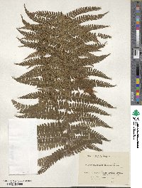 Polystichum retrosopaleaceum image