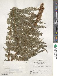 Polystichum retrosopaleaceum image