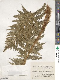 Polystichum retrosopaleaceum image