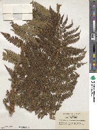 Polystichum retrosopaleaceum image