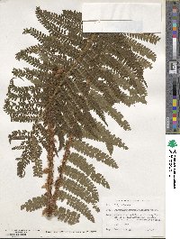 Polystichum retrosopaleaceum image