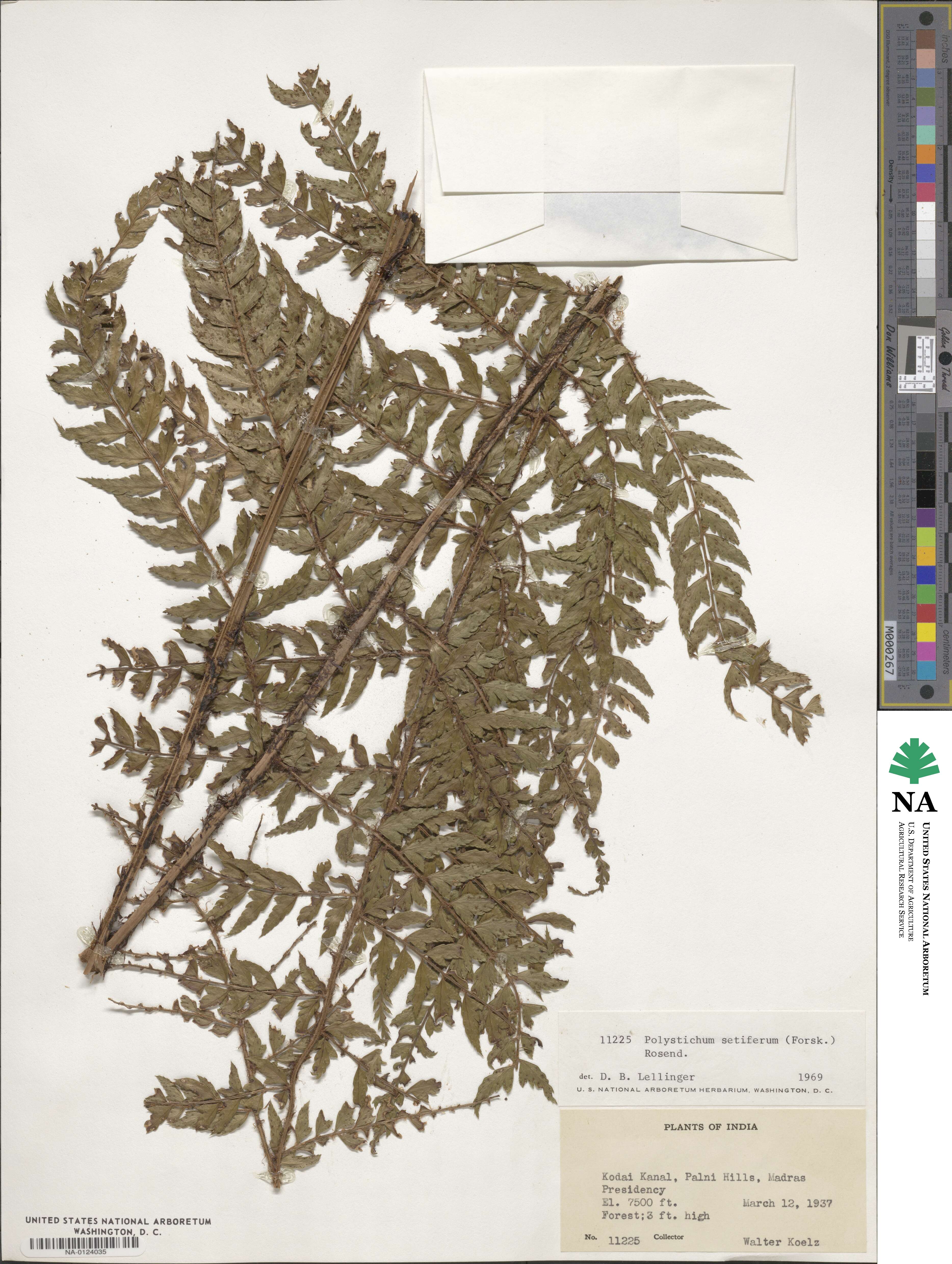 Polystichum setiferum image