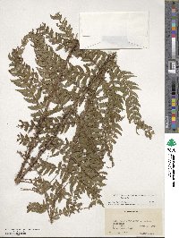 Polystichum setiferum image