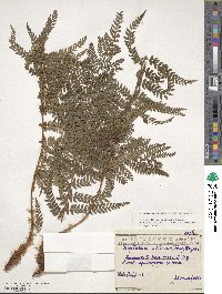 Polystichum setiferum image