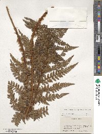 Polystichum squarrosum image