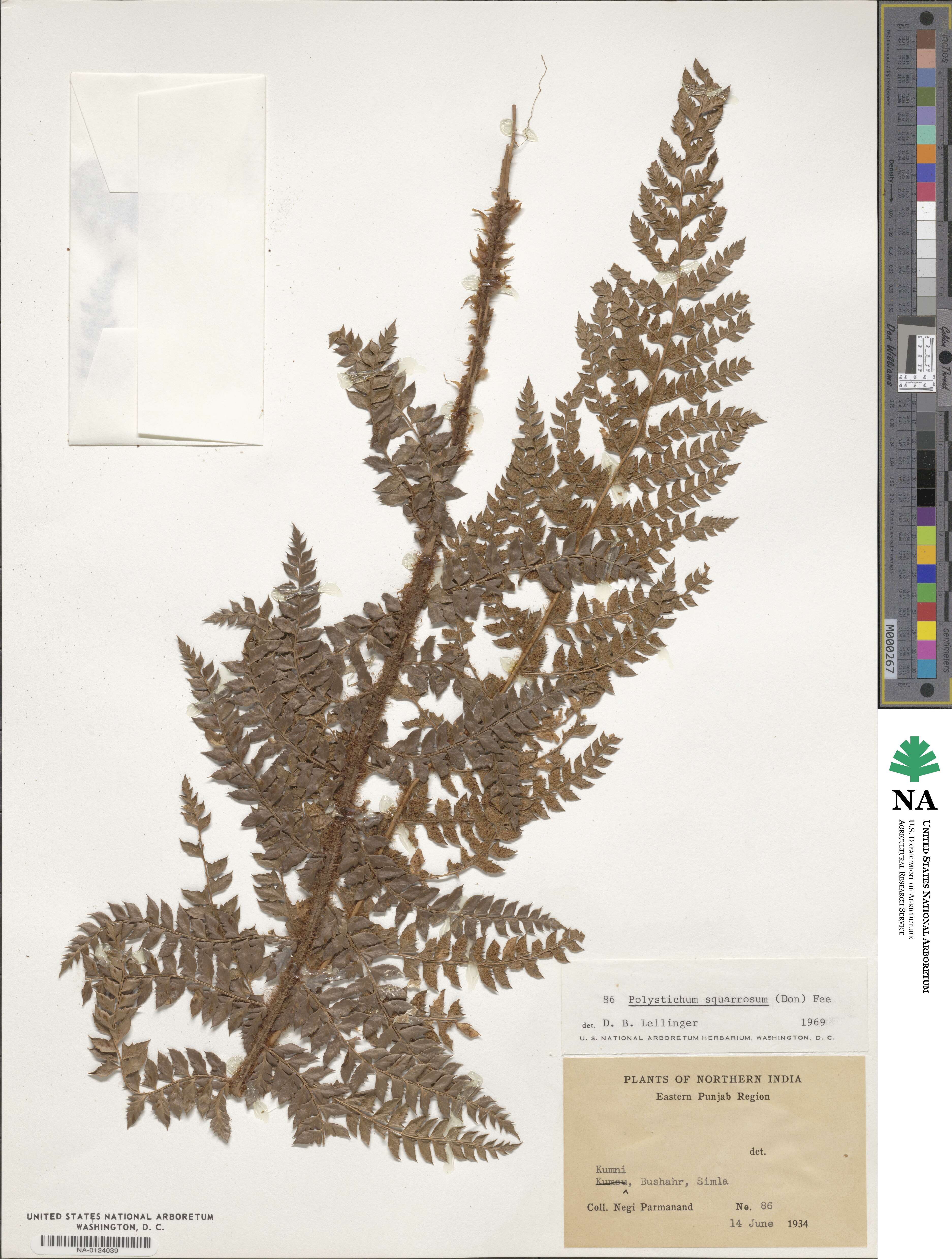 Polystichum squarrosum image