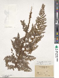 Polystichum squarrosum image