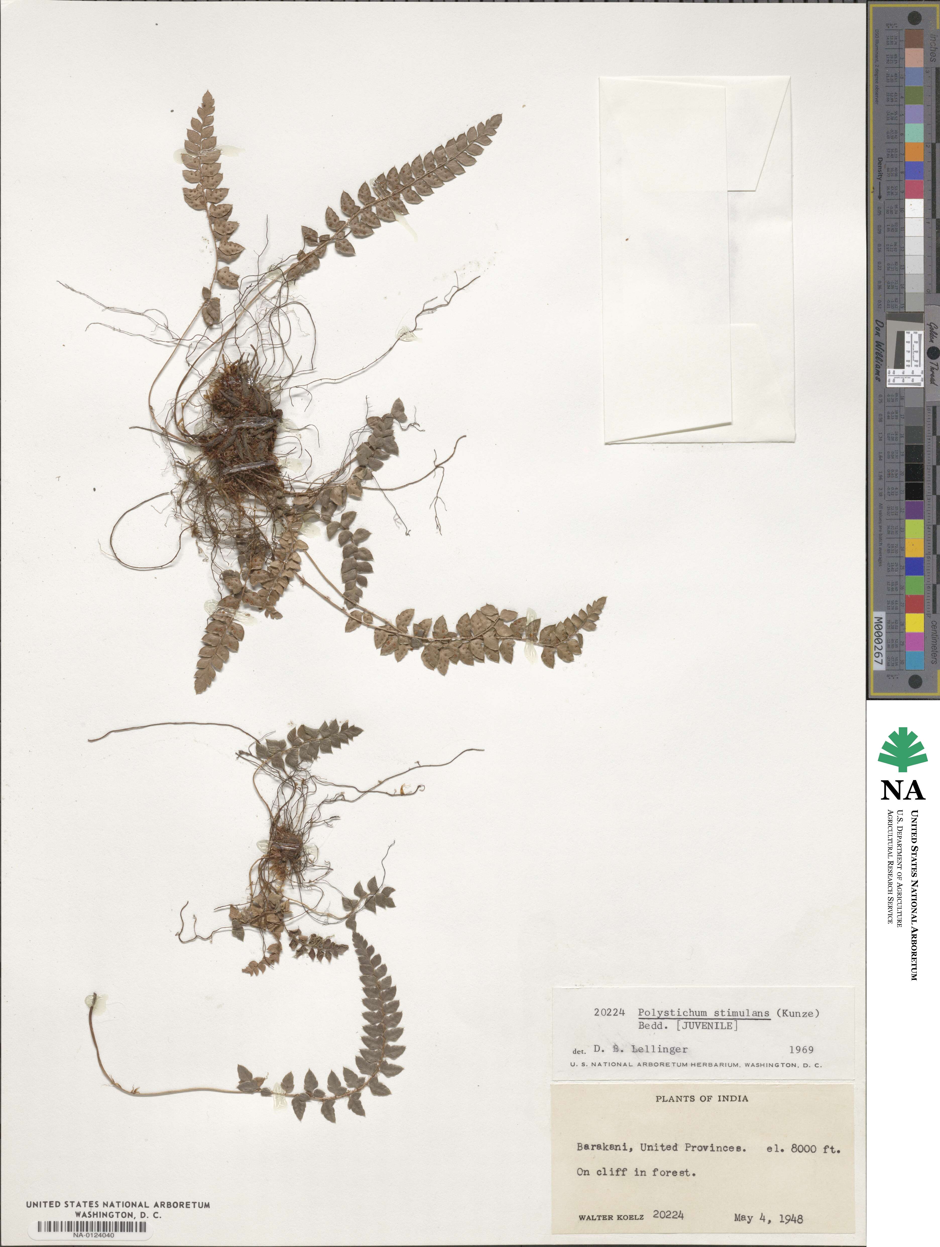 Polystichum stimulans image