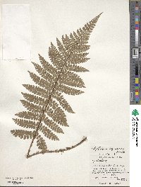 Polystichum tagawanum image