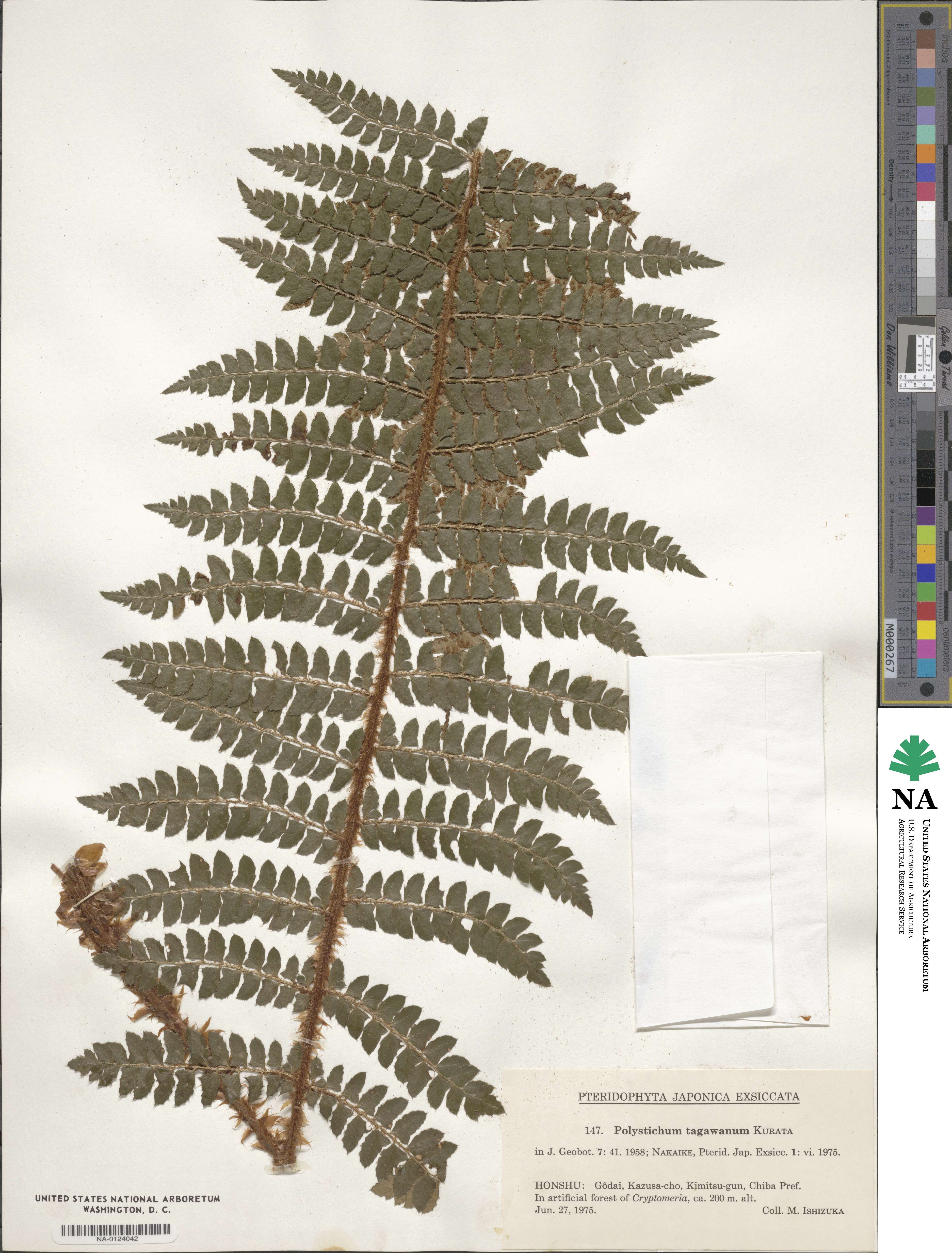 Polystichum tagawanum image