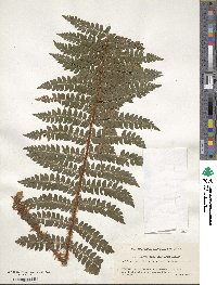 Polystichum tagawanum image