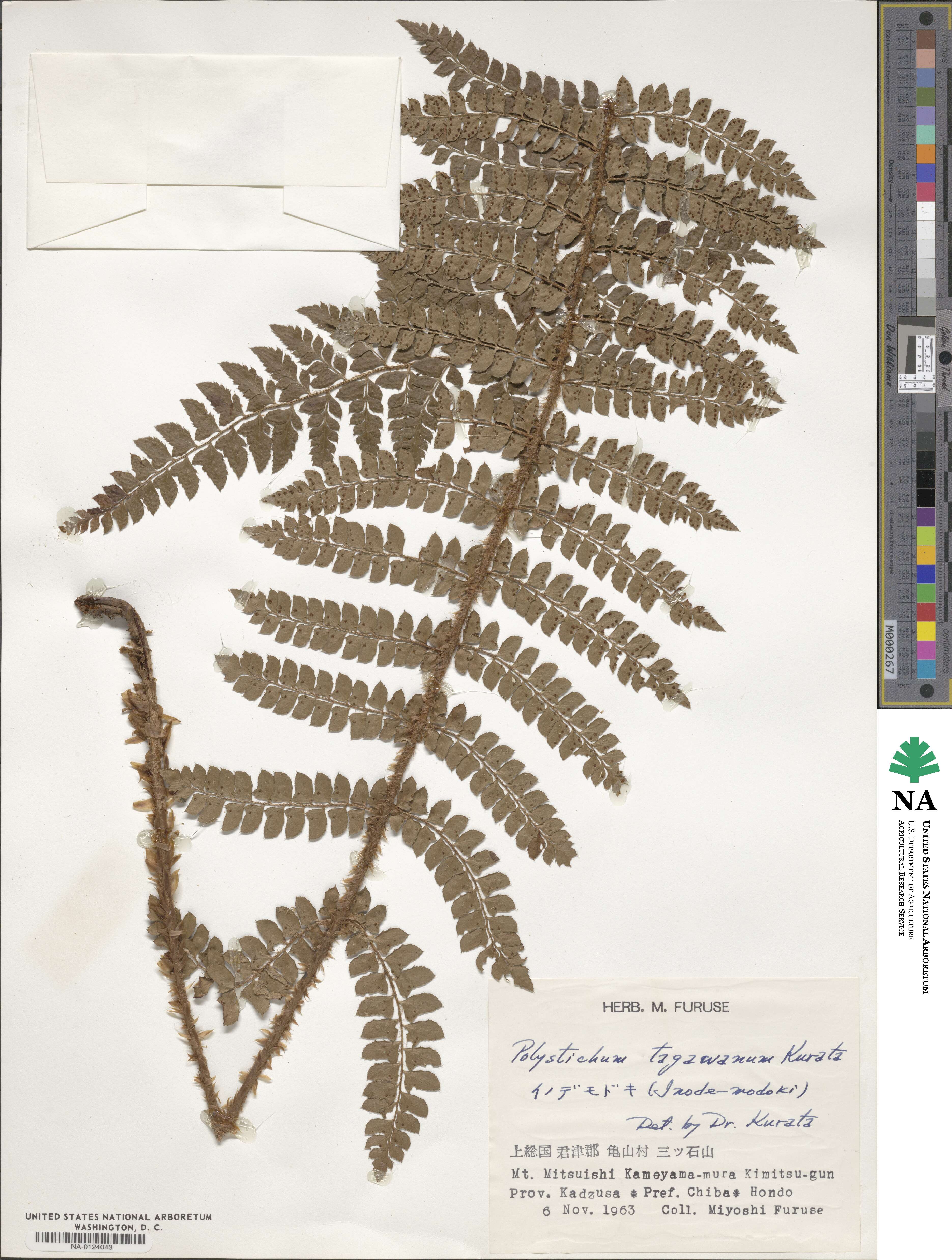 Polystichum tagawanum image