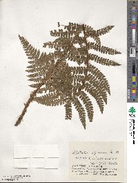 Polystichum tagawanum image