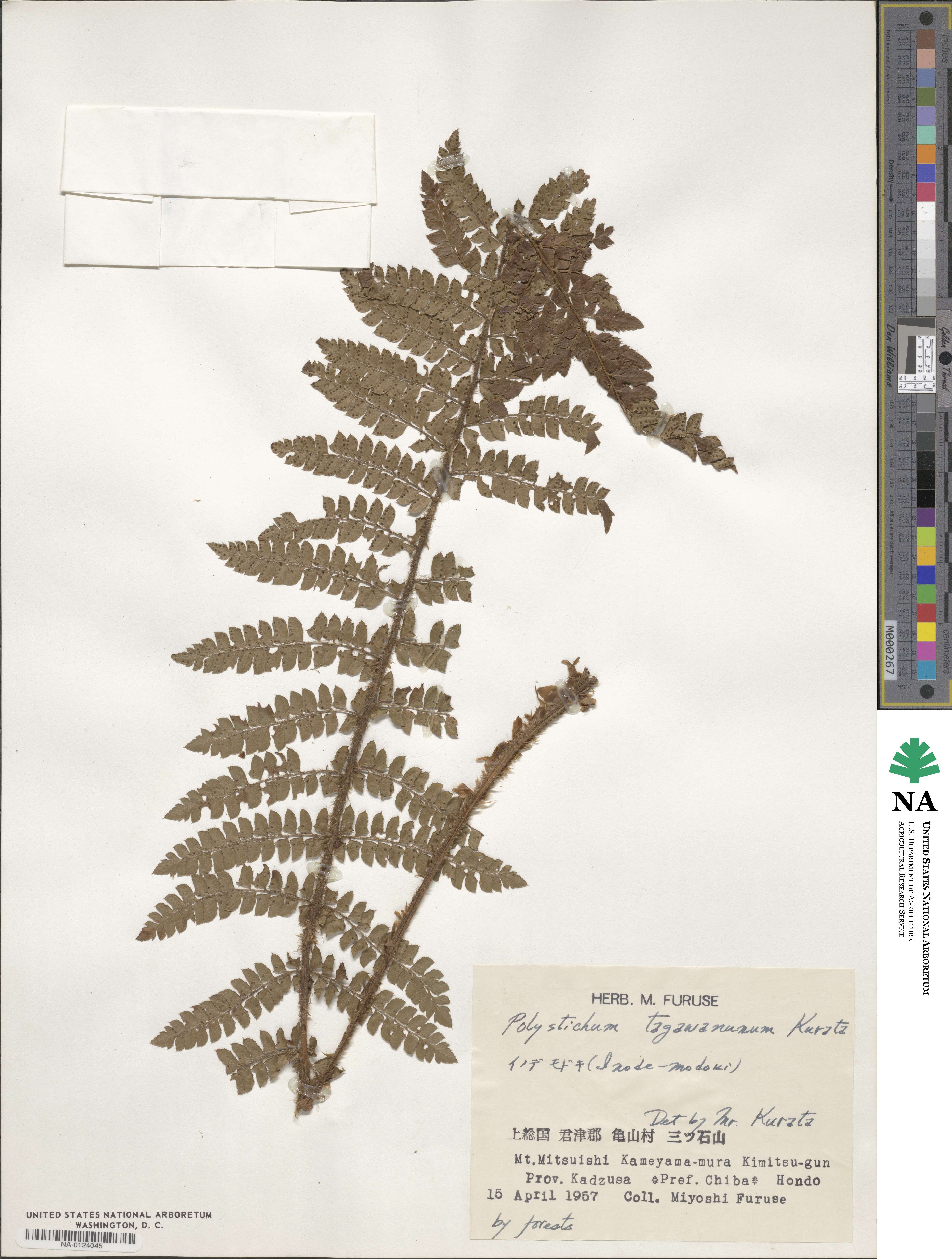 Polystichum tagawanum image