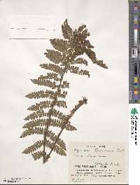 Polystichum tagawanum image