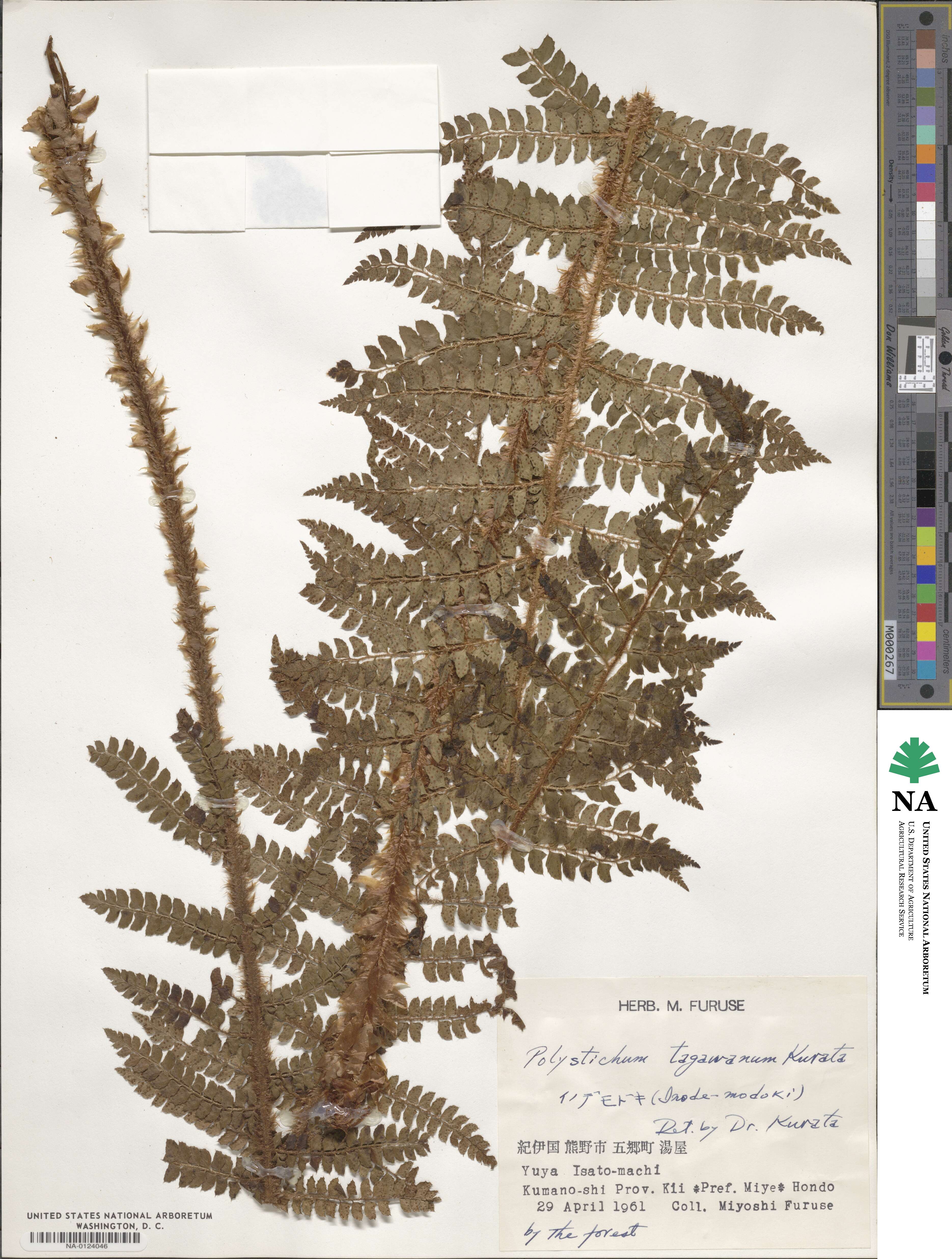 Polystichum tagawanum image